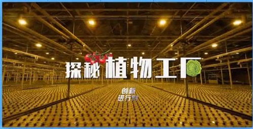 創新進行時 探秘楊凌植物工廠，巨冠創引領農業未來